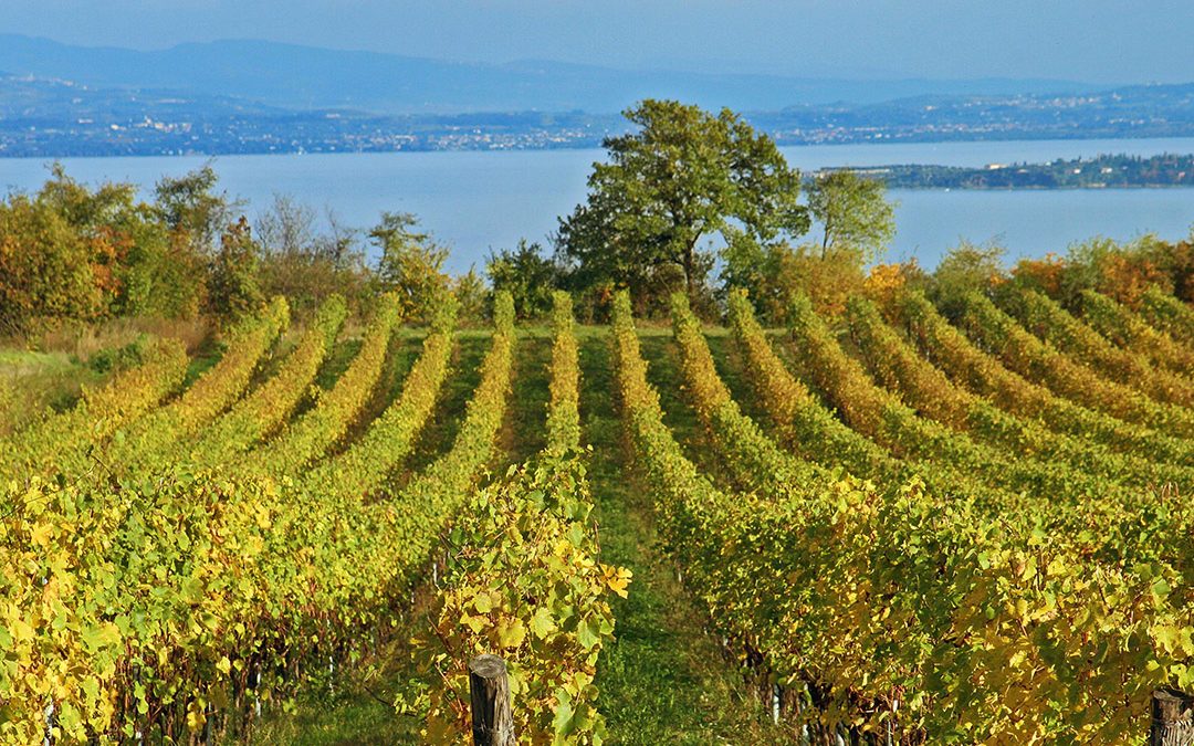 Alla scoperta dei vini regionali italiani: Lombardia